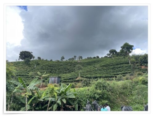 雲南省の茶畑画像